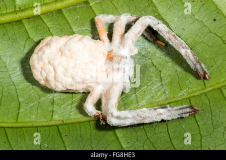 Champignon Cordyceps (Torrubiella sp.) infectant une araignée dans le sous-étage de la forêt tropicale, Pastaza province, l'Équateur Banque D'Images