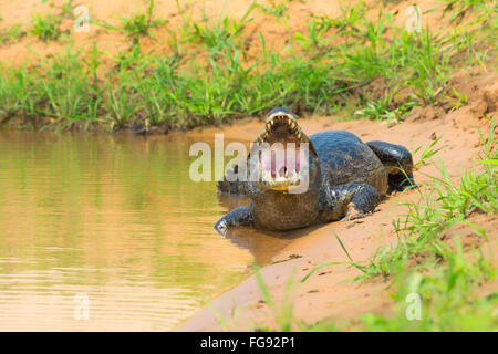 Caiman Yacare, la bouche ouverte, Cuiaba river, Pantanal, Brésil Banque D'Images