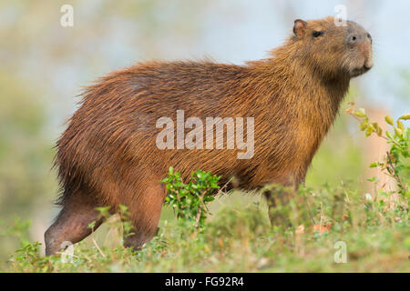 Capybara (Hydrochaeris hydrochaeris) sur une berge, Pantanal, Mato Grosso, Brésil Banque D'Images