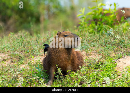 Capybara (Hydrochaeris hydrochaeris) Black-capped Donacobius Donacobius atricapilla) (retour sur Pantanal Mato Grosso au Brésil Banque D'Images