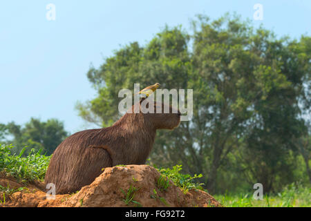 Capybara avec un White-Throated Tyran tritri (Tyrannus frontalis), Pantanal, Mato Grosso, Brésil Banque D'Images