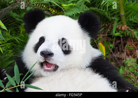 Les jeunes âgés de deux ans le Panda Géant , Chine Conservation and Research Centre pour les pandas géants, Chengdu, Sichuan, Chine Banque D'Images