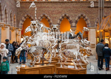 Squelette / affichage mixte de squelettes dans la galerie principale de la Oxford University Museum d'Histoire Naturelle d'Oxford, au Royaume-Uni. Banque D'Images