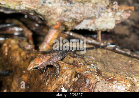 La litière pour mineurs Alopoglossus lézard sp. au bord d'un ruisseau de la forêt tropicale dans la province de Pastaza, Equateur Banque D'Images
