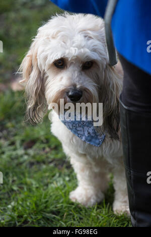 Londres, Royaume-Uni. 18 février 2016. Ours, Lhassa Apso cross, a aidé Louise Jacobs de Colchester, Essex, à obtenir son indépendance. La Crufts 2016 Héros chien finalistes ont été révélées par le Kennel Club. L'Eukanuba annuelle des Amis pour la vie concours organisé par le Kennel Club célèbre les histoires inspirantes de la compagnie face à l'adversité. © Images éclatantes/Alamy Live News Banque D'Images