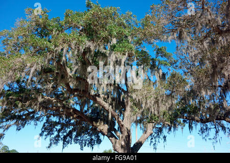 Tillandsia usneoides moss (espagnol) est une plante qui pousse sur des arbres plus gros, souvent le sud de Live Oak (Quercus) Banque D'Images