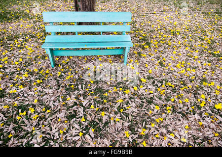 Une lumière bleu banc sous un arbre à trompettes d'argent ou de l'arbre d'or. Banque D'Images