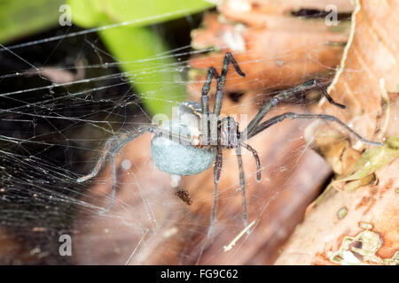 Portant un sac d'oeufs d'araignées. Dans le sous-étage de la forêt tropicale, Pastaza province, l'Équateur Banque D'Images