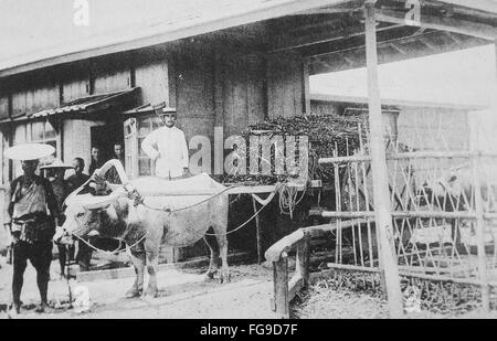 Modernisation de Taiwan sous la domination japonaise. Agriculteur de la canne à sucre et de boeufs transportant la canne à sucre. Banque D'Images