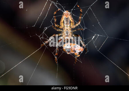 Orb-amazonienne spider web beetle manger la nuit, dans la forêt tropicale dans la province de Pastaza, Equateur Banque D'Images
