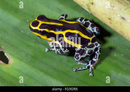 Grenouille Poison Variable (Ranitomeya variabilis), Equateur Banque D'Images