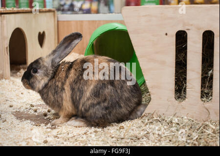 Les Lapins en bonne santé vivant dans un bon environnement Banque D'Images