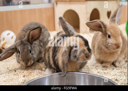 Les Lapins en bonne santé vivant dans un bon environnement Banque D'Images