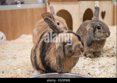 Les Lapins en bonne santé vivant dans un bon environnement Banque D'Images