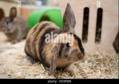 Les Lapins en bonne santé vivant dans un bon environnement Banque D'Images