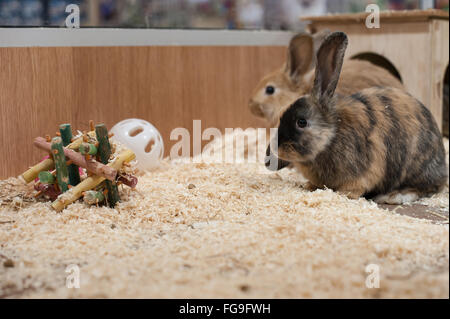 Les Lapins en bonne santé vivant dans un bon environnement Banque D'Images