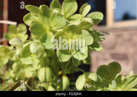 Green Hellebore Helleborus argutifolius, fleurs, feuilles de houx ou l'hellébore de Corse à l'hiver le soleil. Banque D'Images