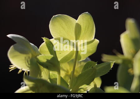 Green Hellebore Helleborus argutifolius, fleurs, feuilles de houx ou l'hellébore de Corse en hiver la lumière du soleil ; fond noir. Banque D'Images