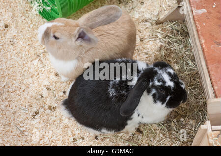 Les Lapins en bonne santé vivant dans un bon environnement Banque D'Images