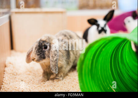 Le Lapin à jouer dans un bon environnement Banque D'Images