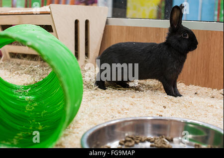 Le Lapin à jouer dans un bon environnement Banque D'Images