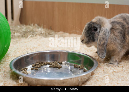 Le Lapin à jouer dans un bon environnement Banque D'Images