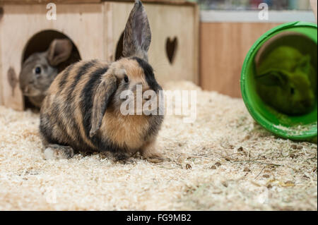 Le Lapin à jouer dans un bon environnement Banque D'Images