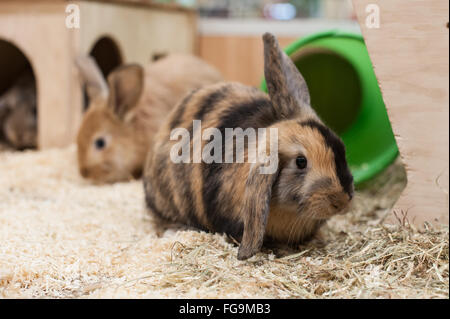 Le Lapin à jouer dans un bon environnement Banque D'Images