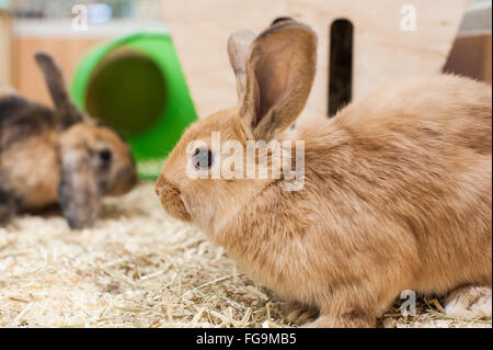 Le Lapin à jouer dans un bon environnement Banque D'Images