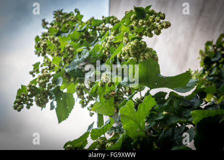 Houblon vert dans la ville de Pilsen en République Tchèque Banque D'Images