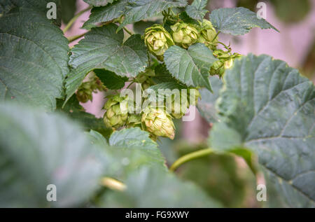 Houblon vert dans la ville de Pilsen en République Tchèque Banque D'Images