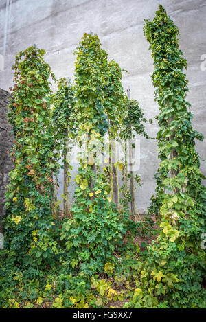 Houblon vert dans la ville de Pilsen en République Tchèque Banque D'Images