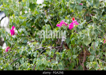 Asuncion, Paraguay. 18 Février, 2016. Le red-crested cardinal (Paroaria coronata) songbird avec une tête rouge et du CREST, repose sur des bougainvilliers pourpres ou Santa Rita pampre ornementales, est perçue au cours de cette après-midi nuageux à Asuncion, Paraguay. Credit : Andre M. Chang/ARDUOPRESS/Alamy Live News Banque D'Images