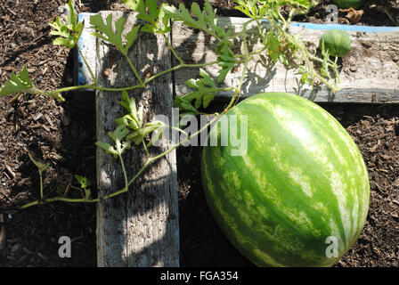 Les pastèques d'été dans un jardin en pleine croissance Banque D'Images