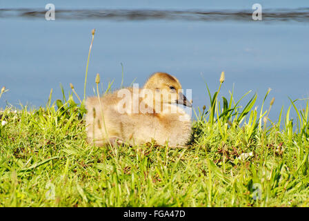 Gosling canadien bébé allongé au soleil d'été Banque D'Images