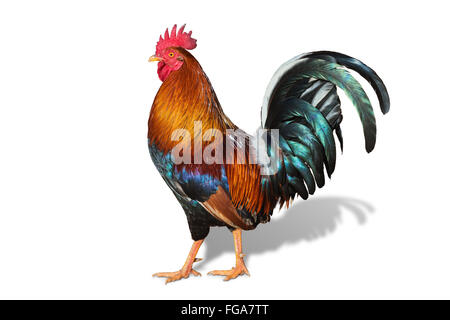Hawaiian rooster isolé sur fond blanc Banque D'Images