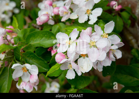 Apple Blossom ; Printemps ; Cornwall, UK Banque D'Images