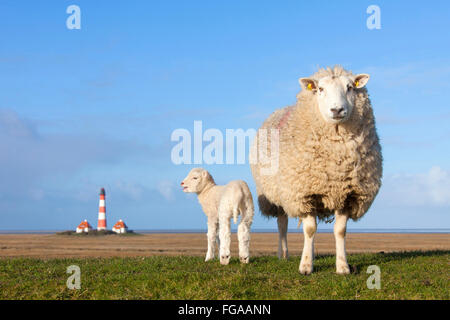 Les moutons domestiques. Avec l'agneau brebis sur une digue avec phare de Westerhever en arrière-plan. Allemagne Banque D'Images