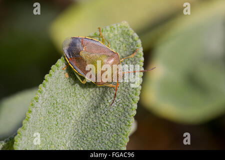 Green Shield Bug commun ; Palomena prasina seul sur Leaf ; Cornwall UK Banque D'Images