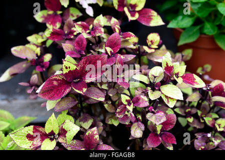 Mélodie de Coleus blumei Coléus pourpre jaune Solenostemon scutellarioides feuillage panaché de feuilles de plantes ornementales Floral RM Banque D'Images