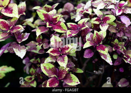 Mélodie de Coleus blumei Coléus pourpre jaune Solenostemon scutellarioides feuillage panaché de feuilles de plantes ornementales Floral RM Banque D'Images