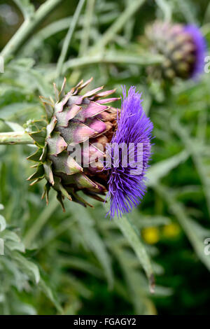 Artichaut cardon Cynara cardunculus chardon pourpre fleur fleurs fleurs jardin d'ornement floral RM jardinage Banque D'Images