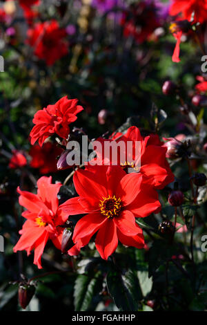 Évêque de Llandaff Dahlia semi-double rouge dahlias fleurs fleur tubercule vivace plante tubéreuse Floral RM Banque D'Images