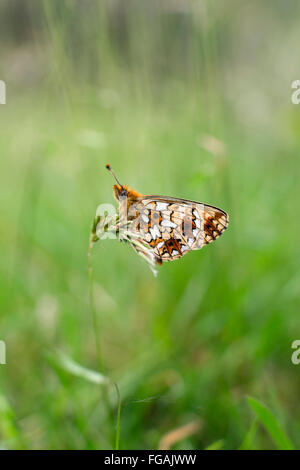 Petite perle bordé Fritillary Butterfly ; Clossiana selene seul sur l'herbe ; Cornwall UK Banque D'Images