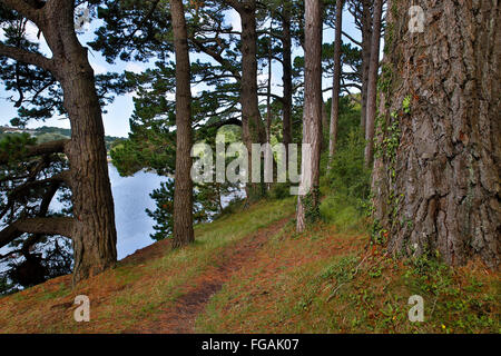 Truro ; Sentier de Malpas, Cornwall, UK Banque D'Images