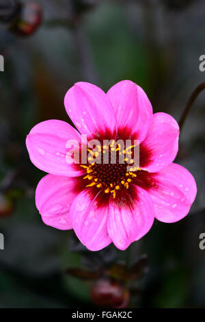 Dahlia heureux seul wink pink dahlia fleurs fleur tubercule vivace plante tubéreuse Floral RM Banque D'Images