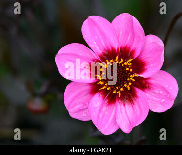 Dahlia heureux seul wink pink dahlia fleurs fleur tubercule vivace plante tubéreuse Floral RM Banque D'Images