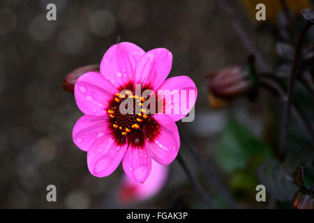 Dahlia heureux seul wink pink dahlia fleurs fleur tubercule vivace plante tubéreuse Floral RM Banque D'Images