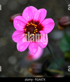 Dahlia heureux seul wink pink dahlia fleurs fleur tubercule vivace plante tubéreuse Floral RM Banque D'Images