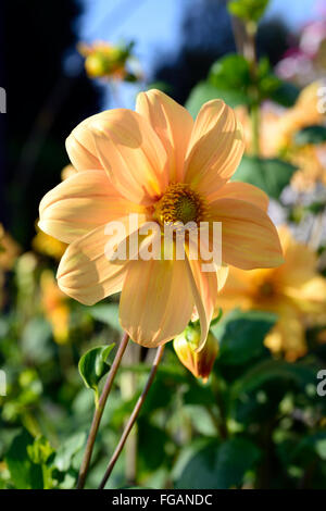 Seul dahlia fleurs orange fleurs fleurs fleurs vivaces Floral tubéreuse RM Banque D'Images